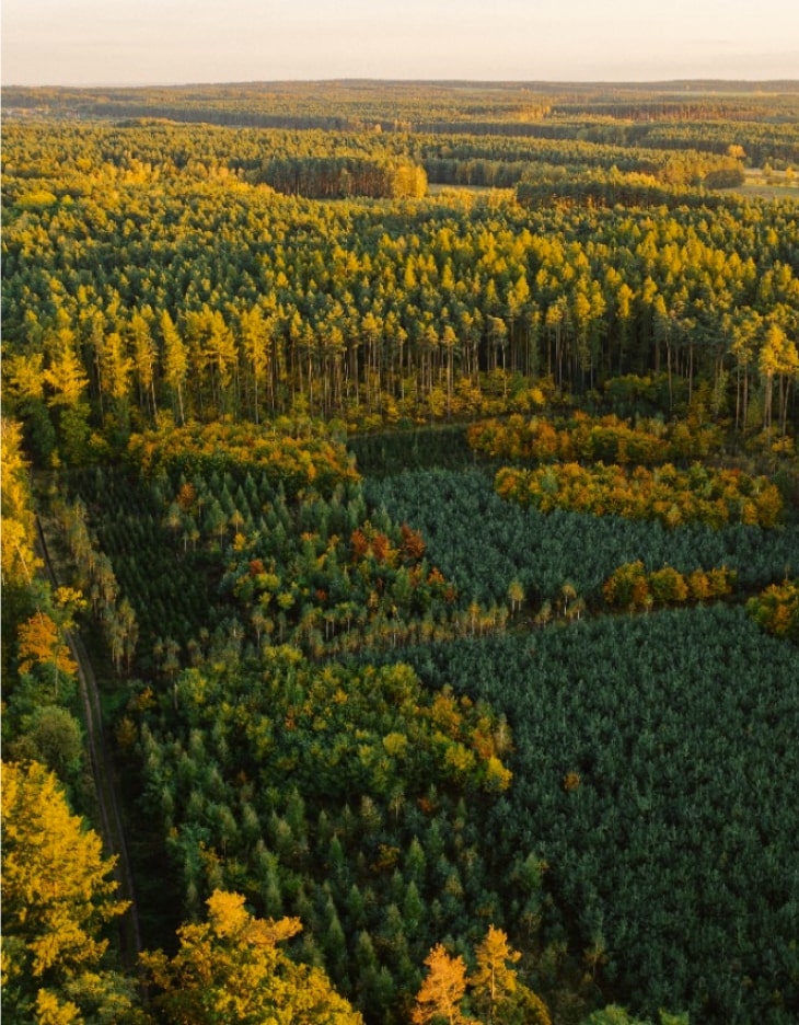 trees with a train track running through them